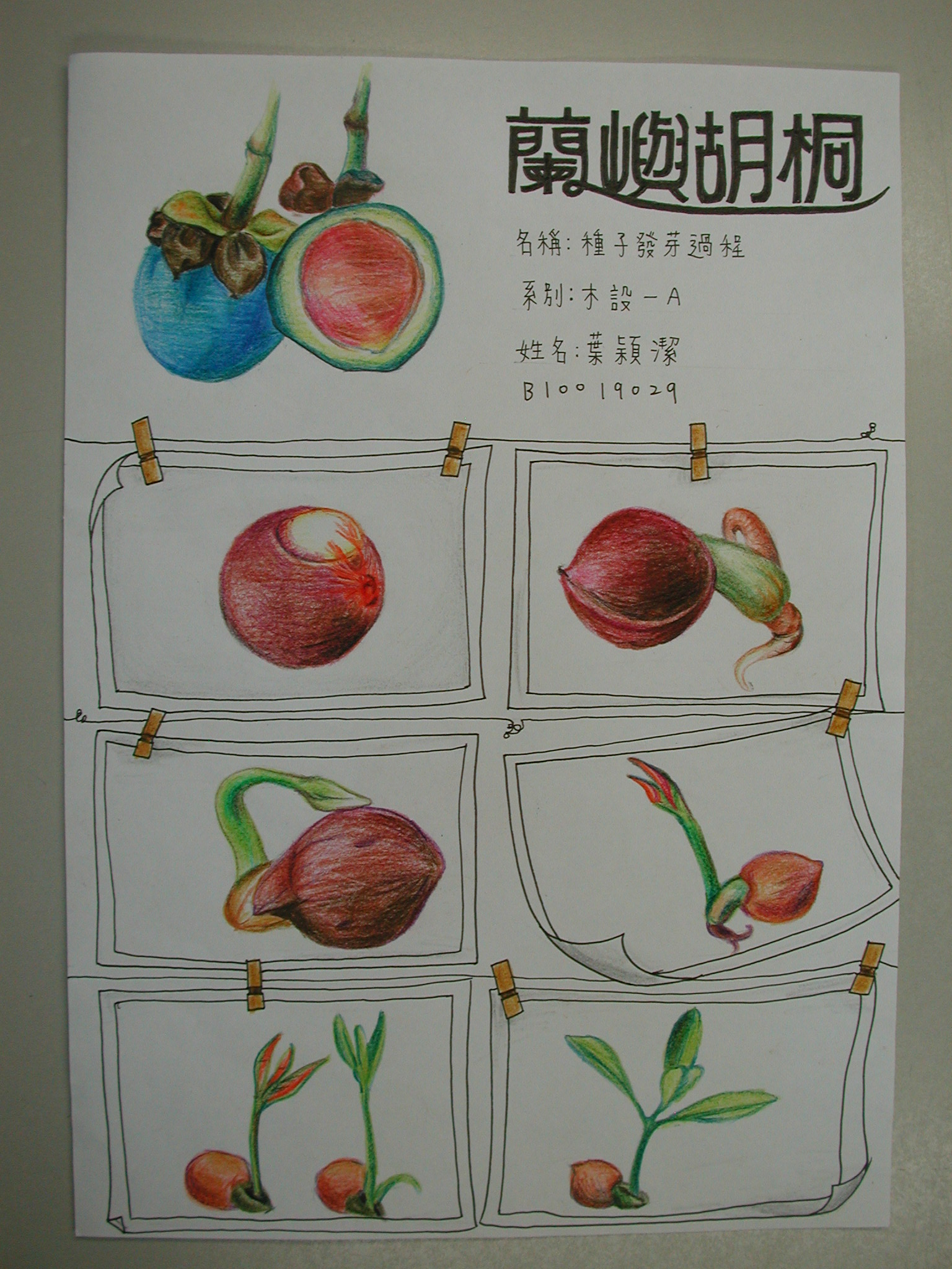 木设一学生手绘植物发芽纪录(1)–从画中学植物