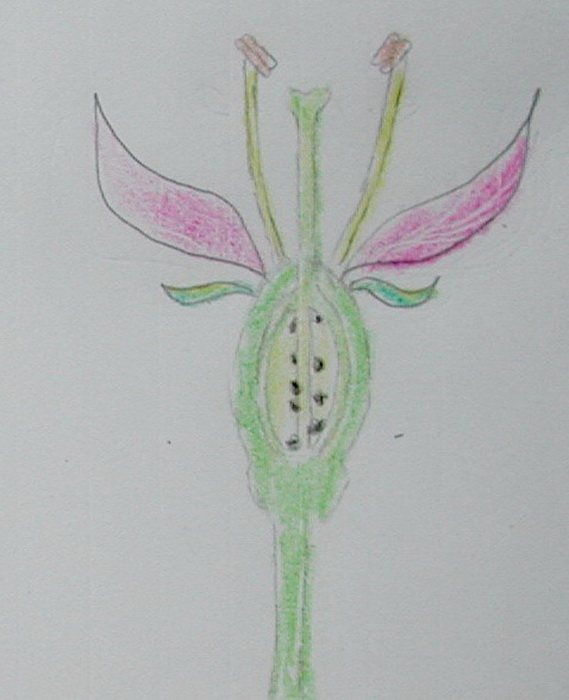 上位花(子房下位) epigynous flower(ovary inferior)