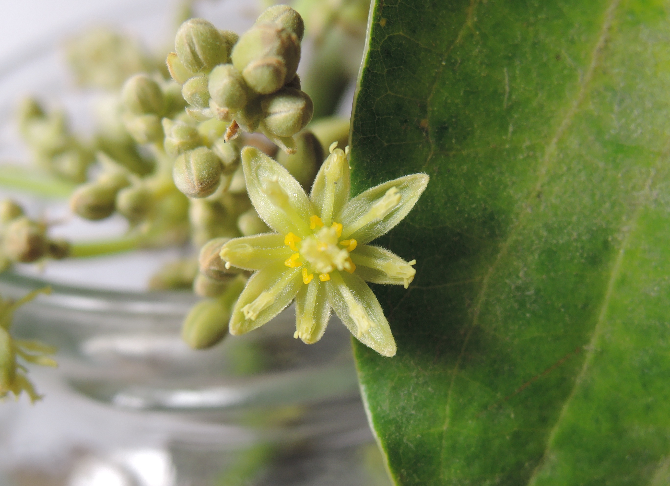 酪梨花開花紀錄 看花說故事 黑胡桃網路閣