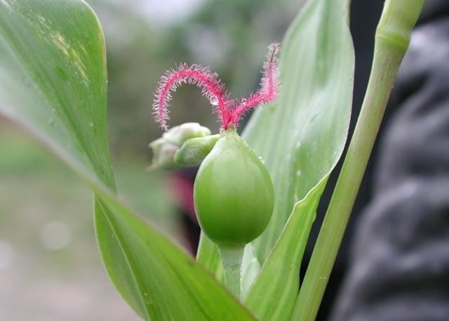 103菜市場植物學-單子葉植物A02