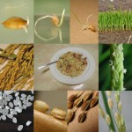 103菜市場植物學-被子植物