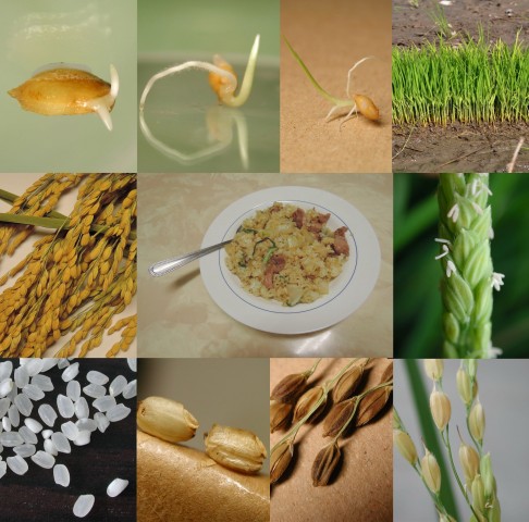 103菜市場植物學-單子葉(炒飯)