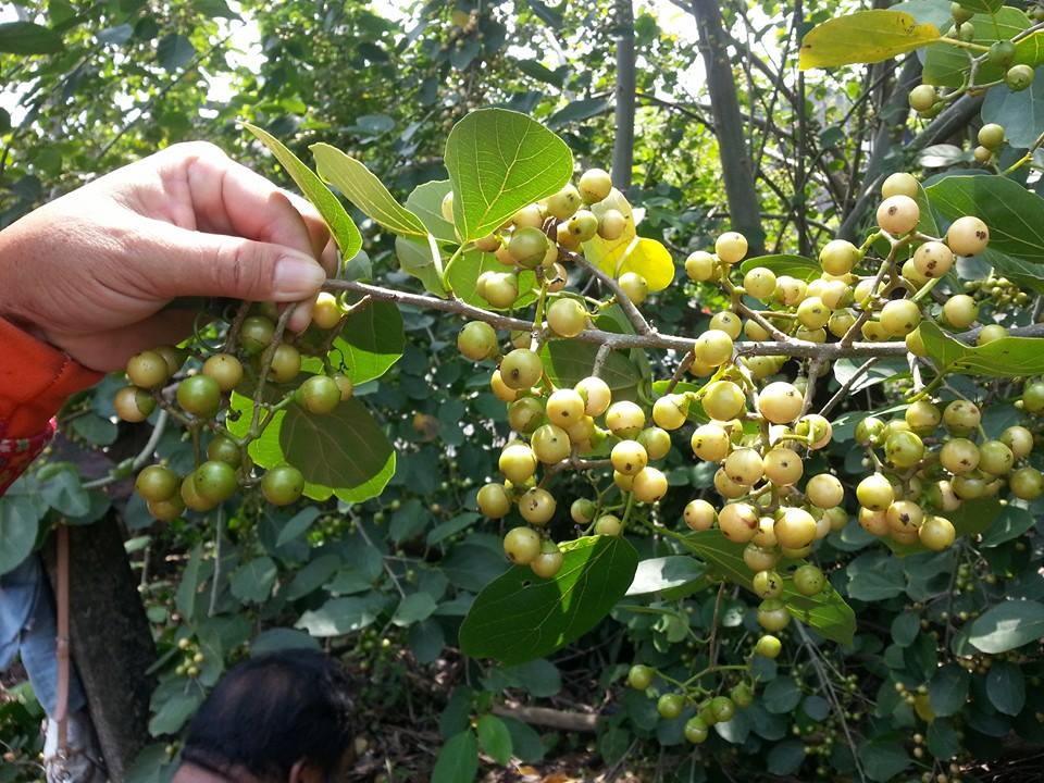 菜市場植物學 破布子相關資料建立 黑胡桃網路閣