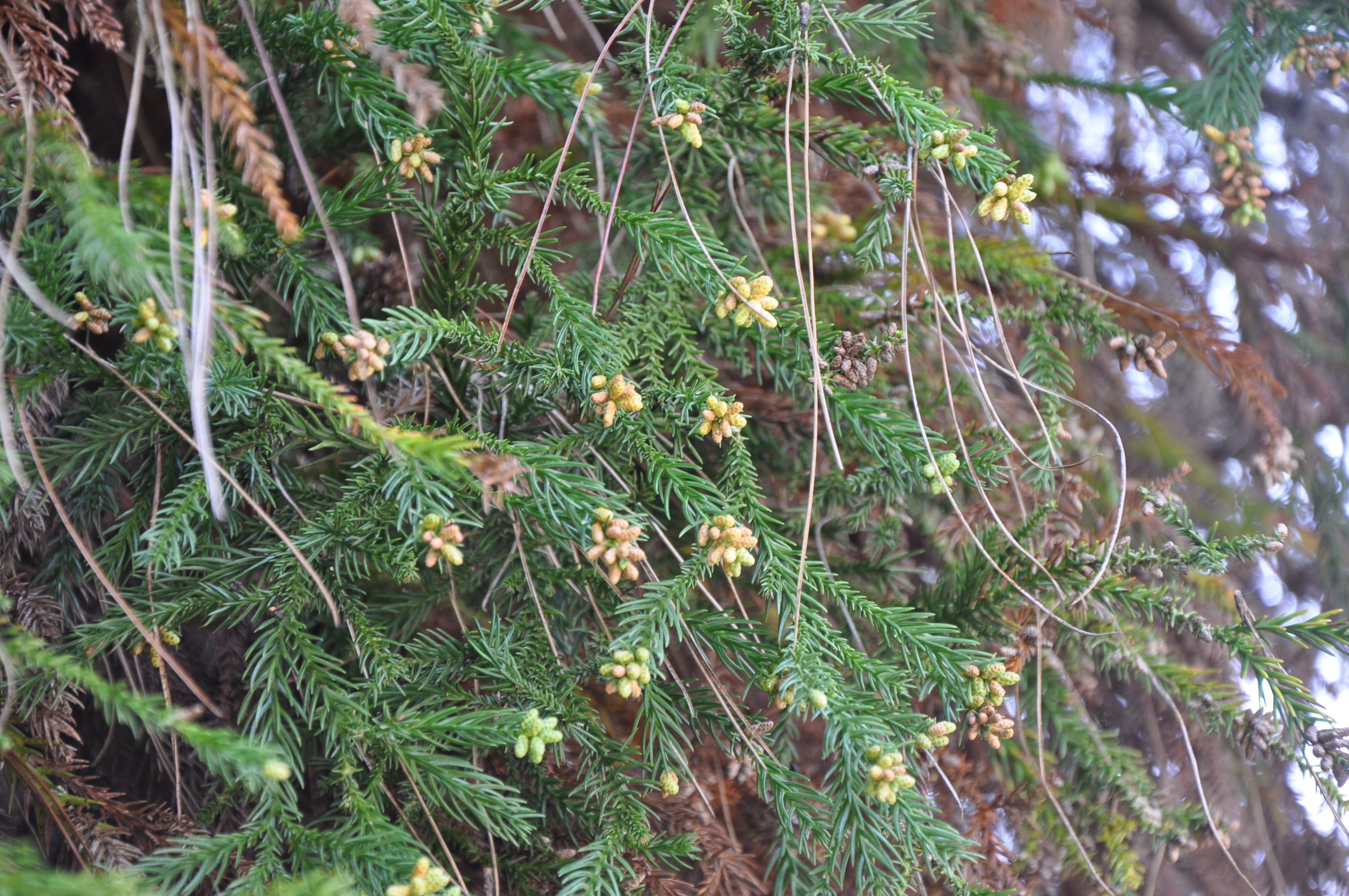 淺談裸子植物 8b 柳杉之大小孢子囊穗 黑胡桃網路閣