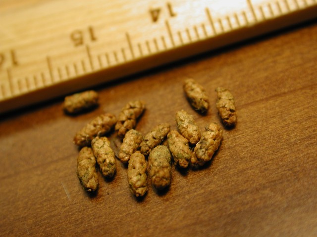 103柳杉-小孢子囊穗11