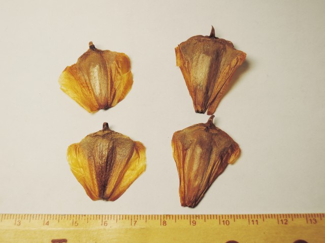 103南洋杉屬-苞鱗與珠鱗14