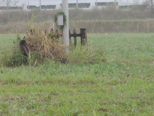 2015台灣新年數鳥-屏科大11