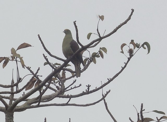 2015台灣新年數鳥-屏科大15