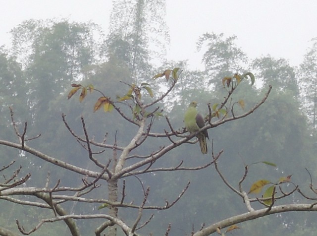 2015台灣新年數鳥-屏科大15A