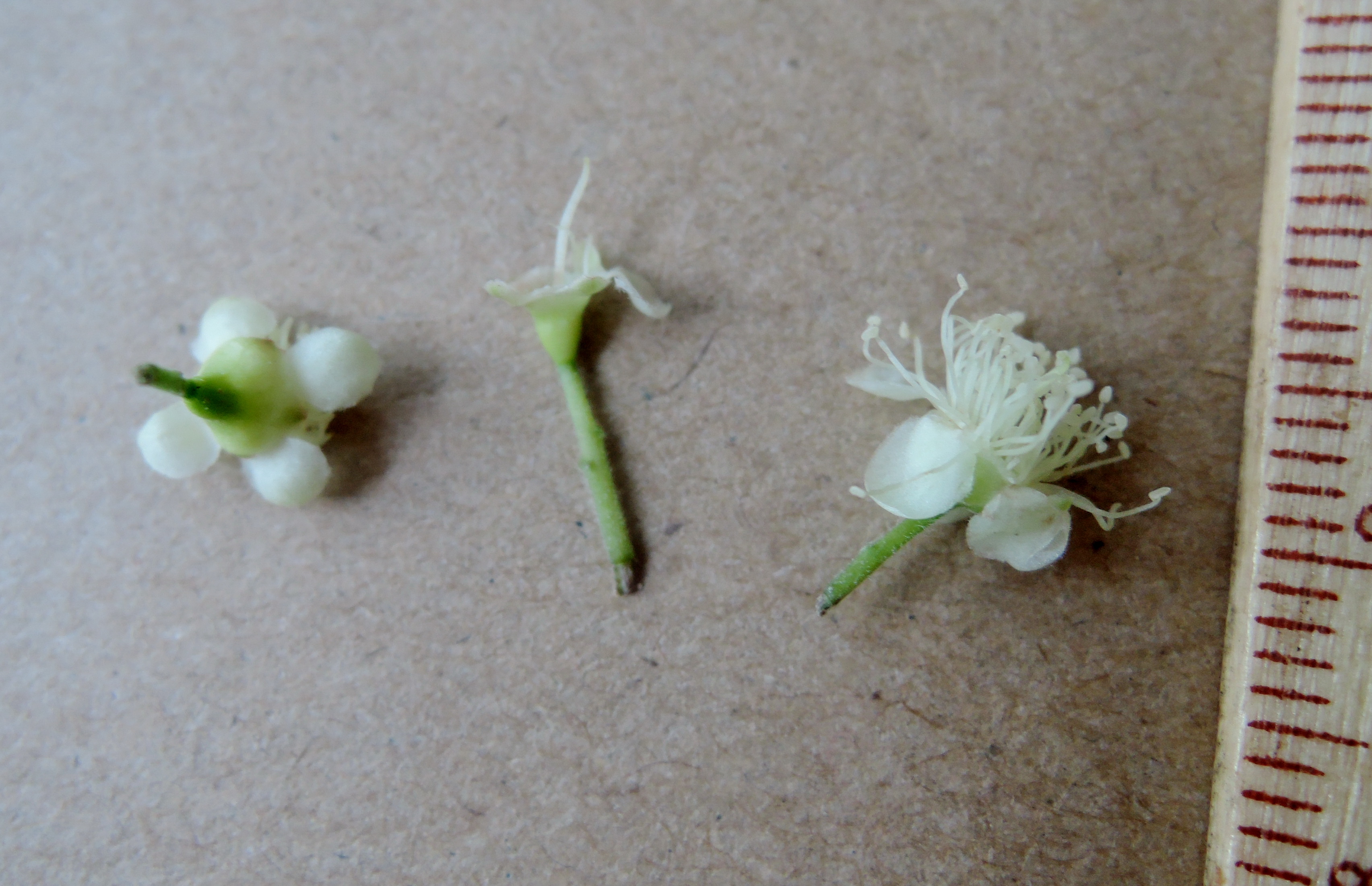 すべての花の画像 50 素晴らしい葡萄 花