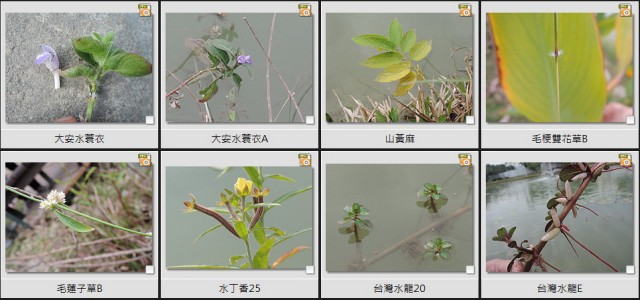 千禧公園水生植物A