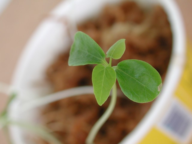 木瓜種子發芽與小苗12