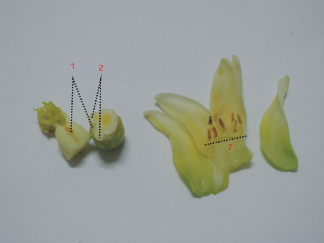 雌化雄蕊兩性花A-07