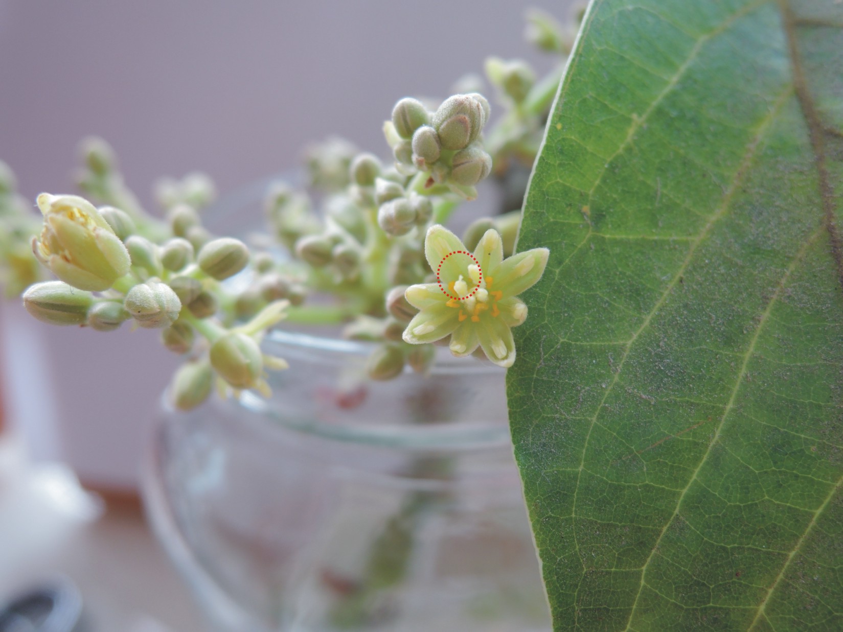 酪梨花開花紀錄 看花說故事 黑胡桃網路閣