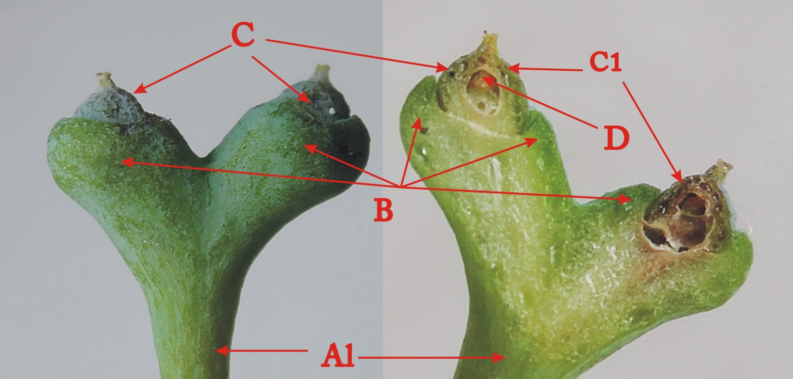 104雌毬花解剖圖02 黑胡桃網路閣