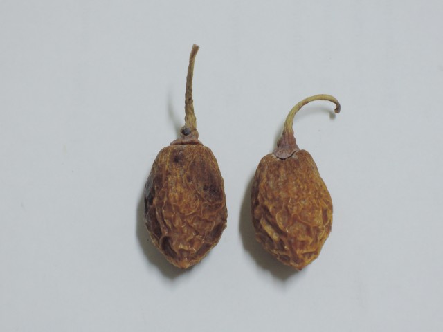104銀杏種子B11