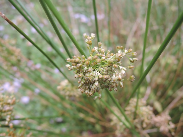 B20燈芯草