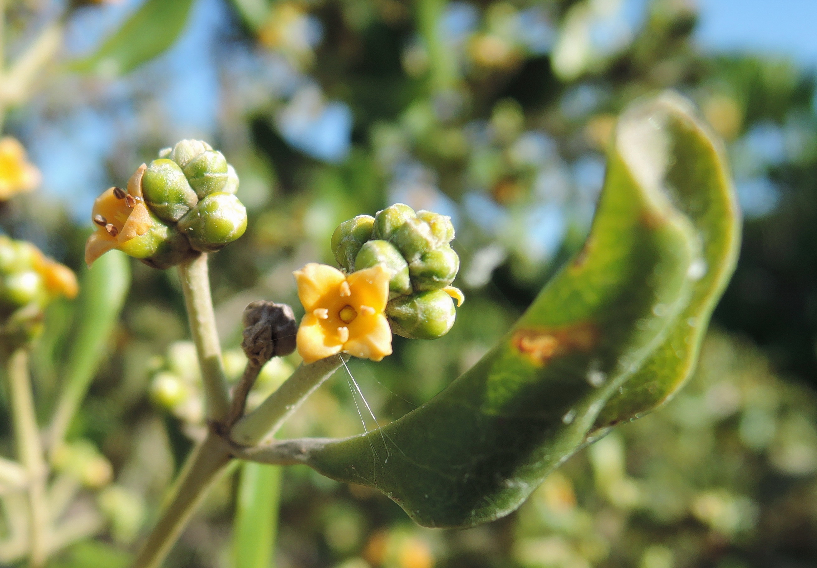 濱海植物 海茄苳開花結果 黑胡桃網路閣