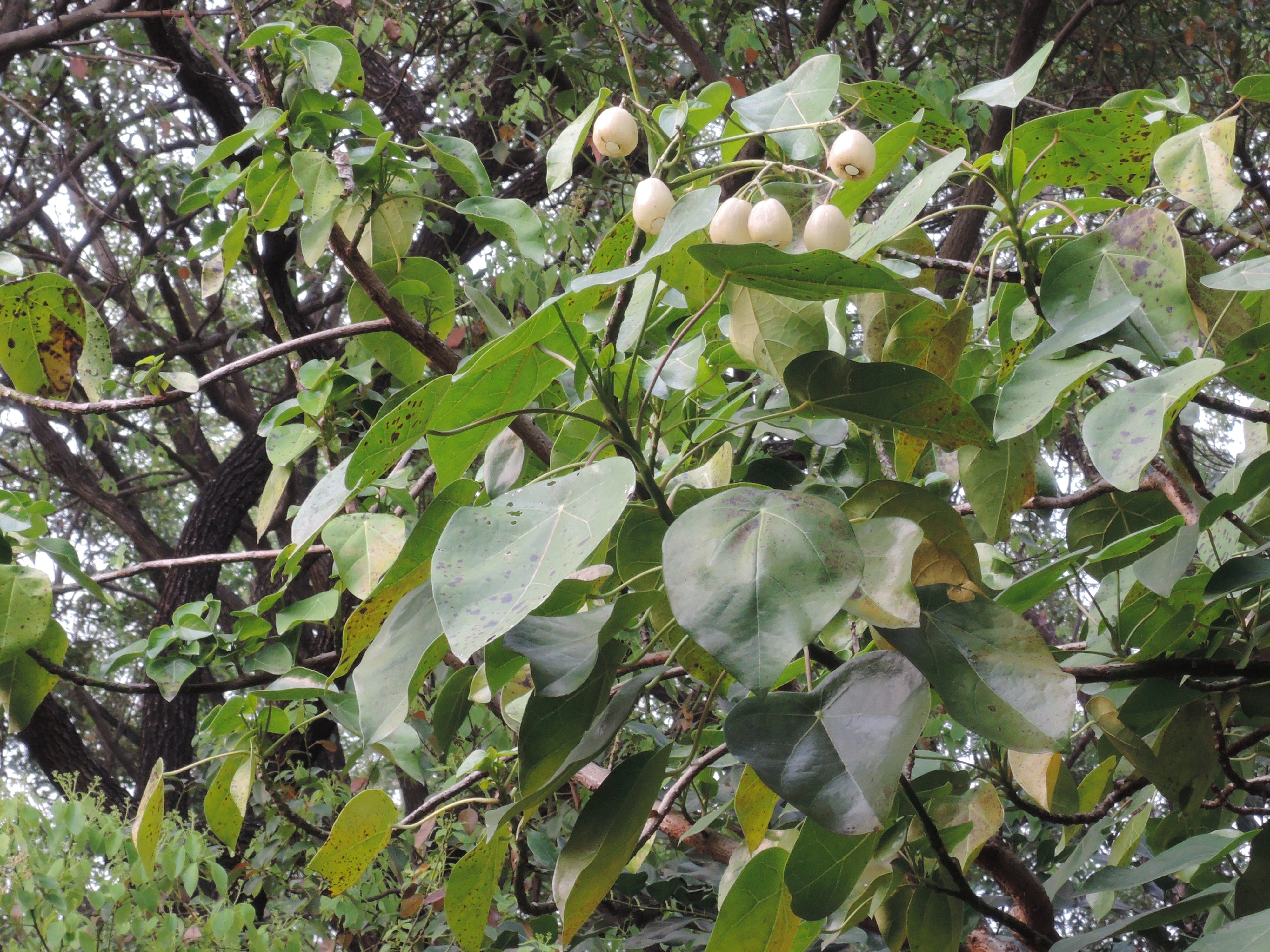 海漂植物 蓮葉桐 黑胡桃網路閣