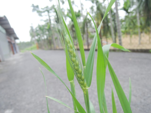 小麥 2 小麥開花 黑胡桃網路閣