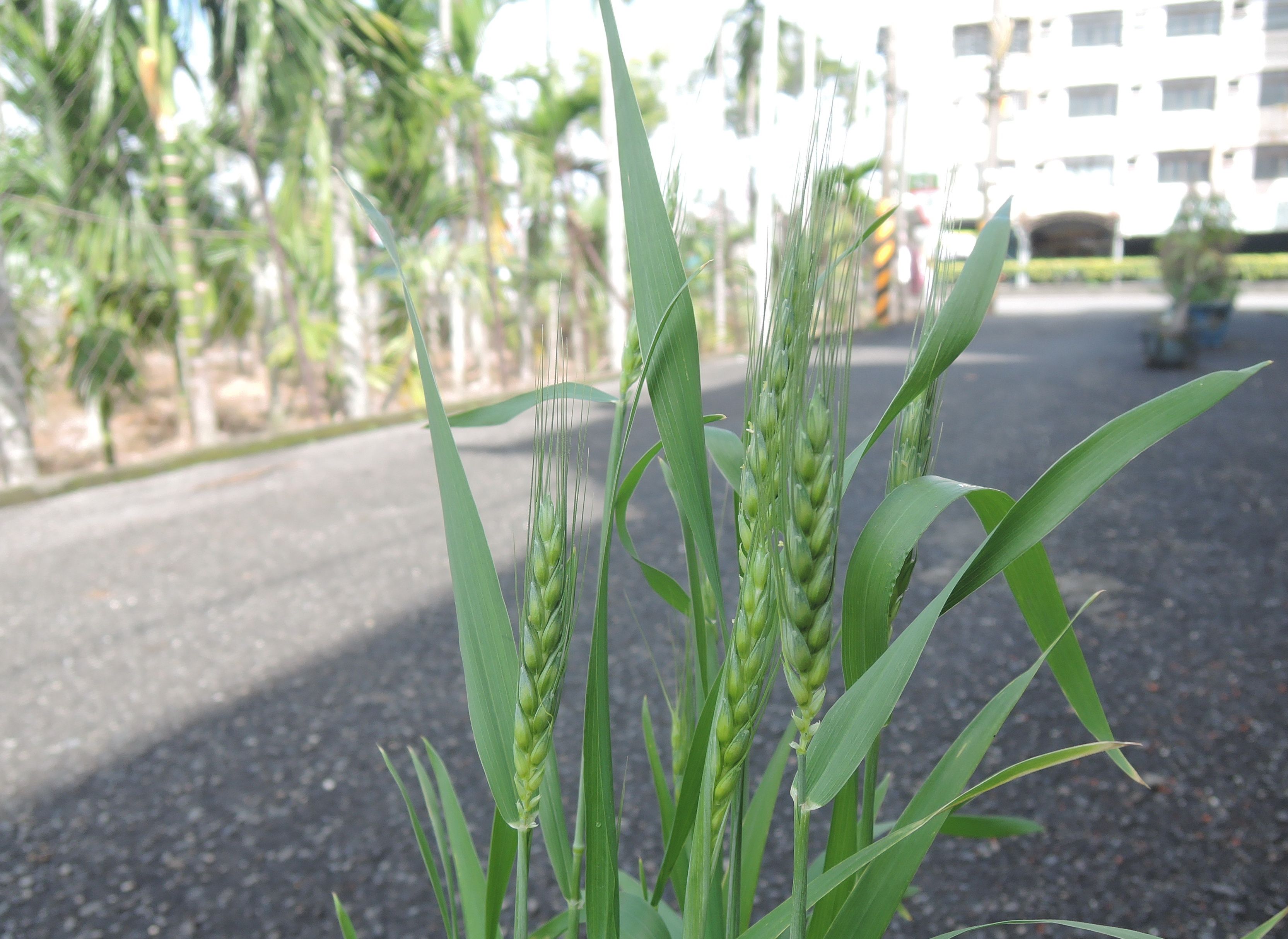 小麥 2 小麥開花 黑胡桃網路閣