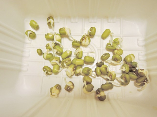 105綠豆生命週期05