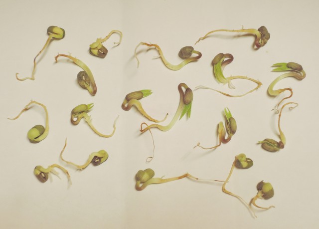 105綠豆生命週期06
