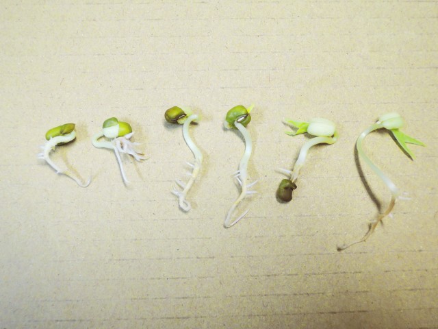 105綠豆生命週期07