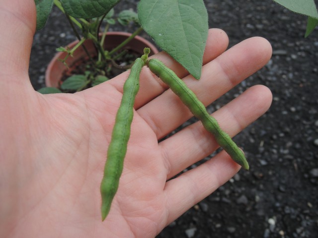 105綠豆生命週期28