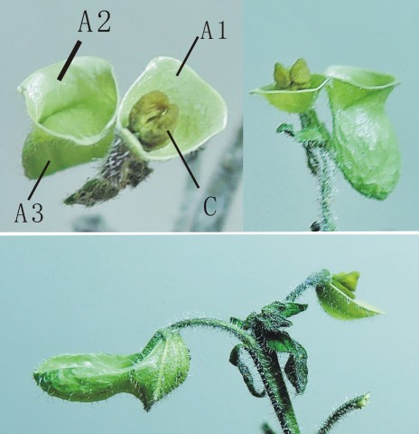 105台灣黃芩19a