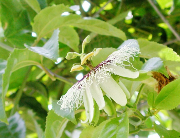 西番蓮 百香果 花之解剖圖 黑胡桃網路閣