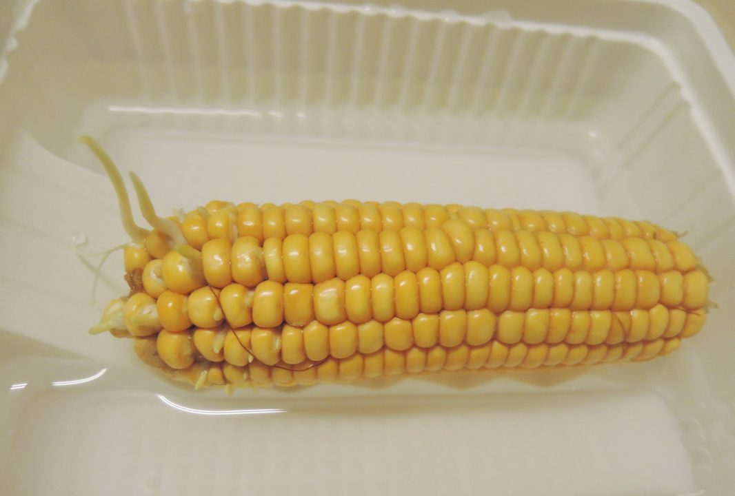 105玉米b01
