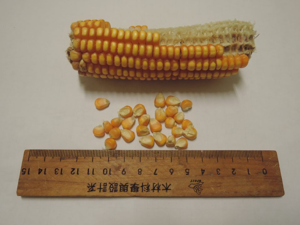105玉米c02