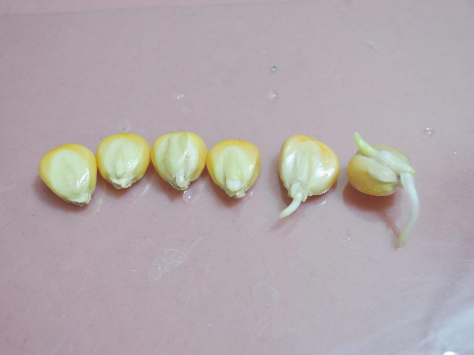 105玉米c26