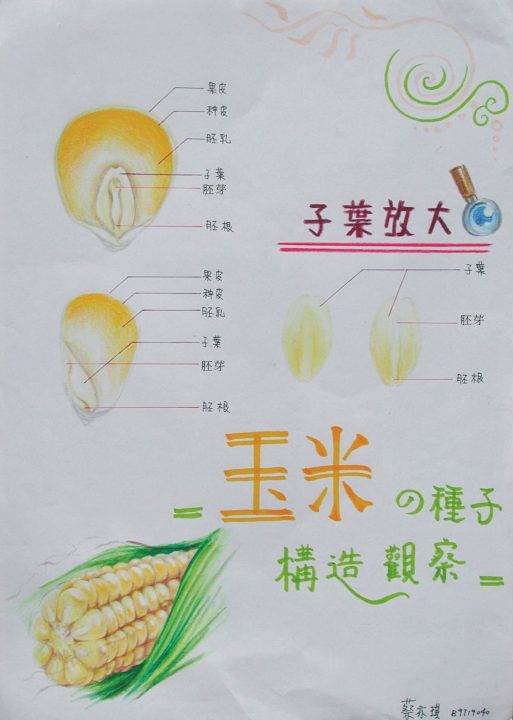 105玉米解剖圖01