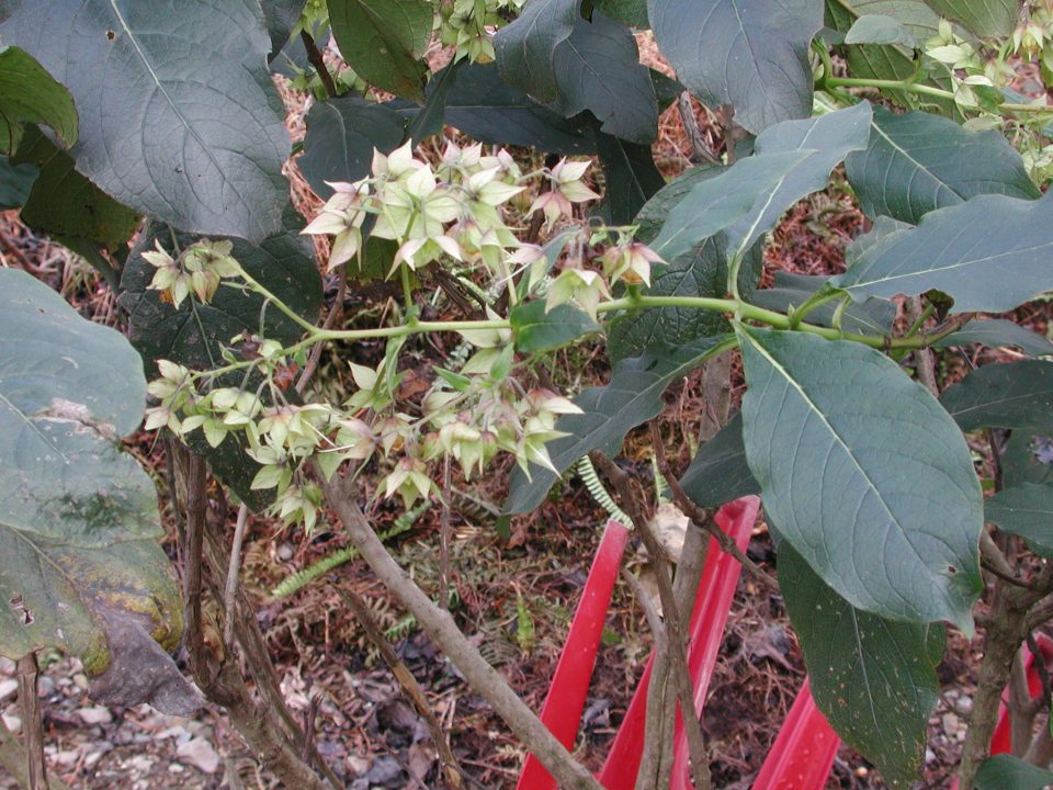 假酸漿 台灣原住民族植物 黑胡桃網路閣