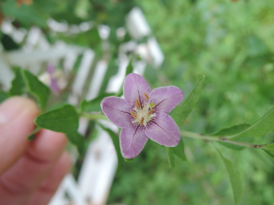 柚園的枸杞開花結果 黑胡桃網路閣