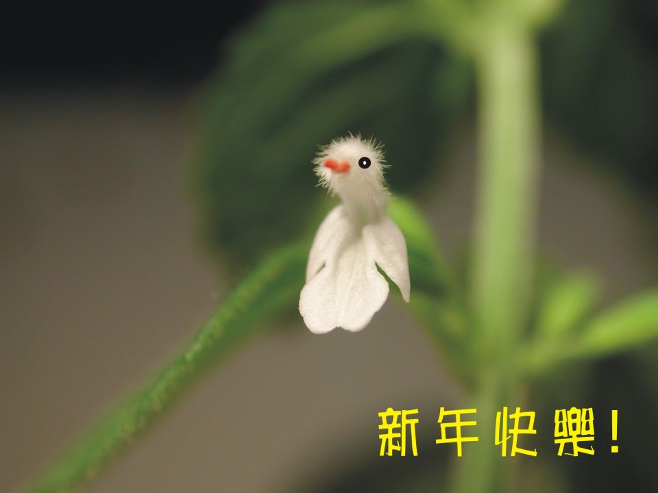 路邊野花 02 白花草 黑胡桃網路閣