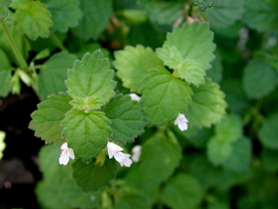 路邊野花 02 白花草 黑胡桃網路閣