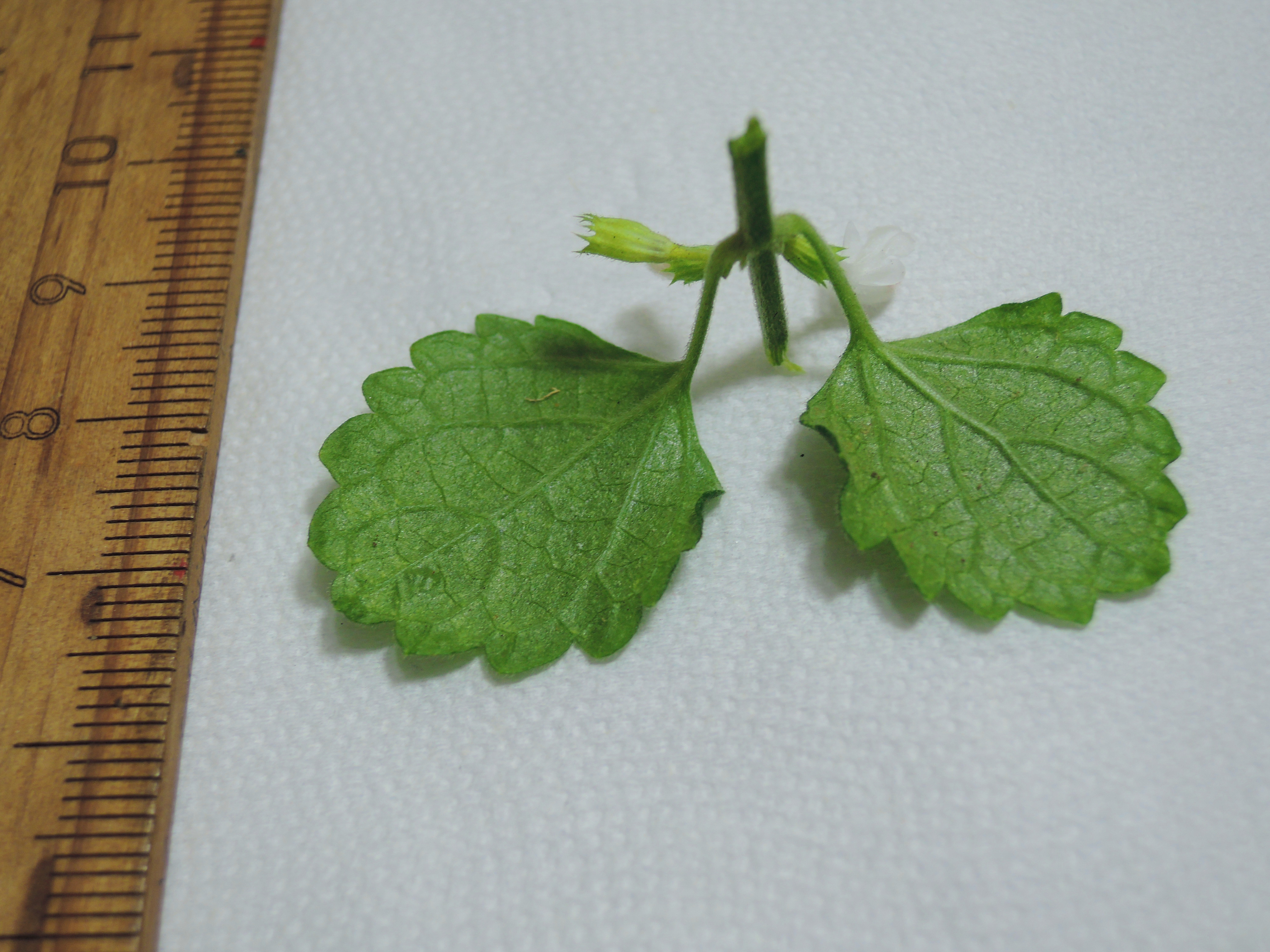 106白花草 相簿分類 黑胡桃網路閣