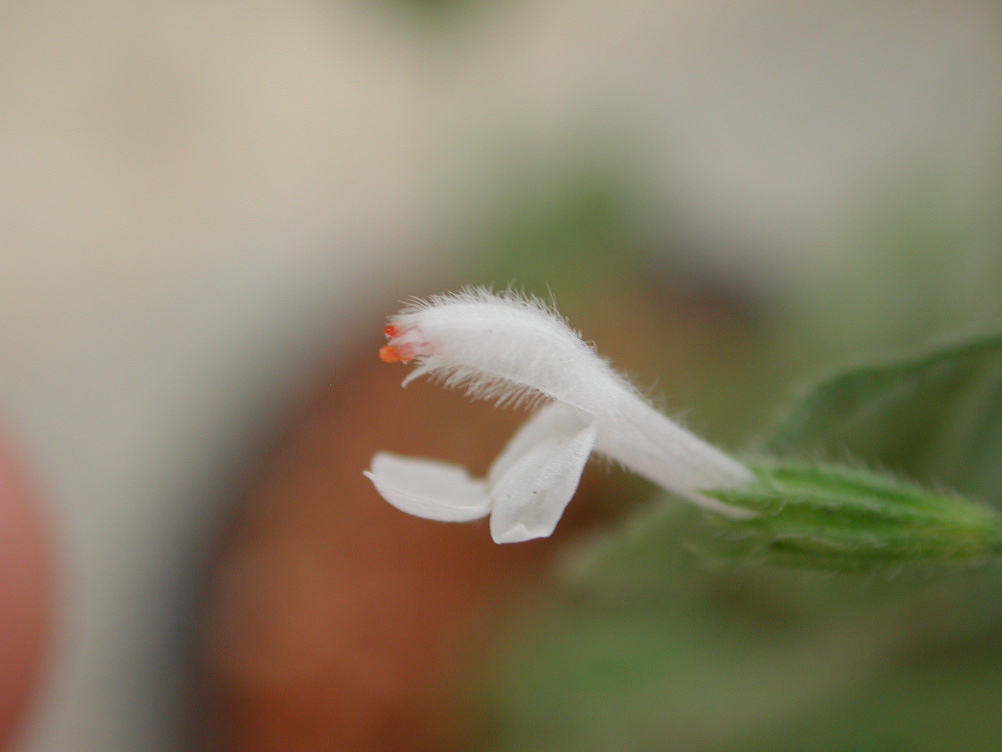 白花草15 黑胡桃網路閣