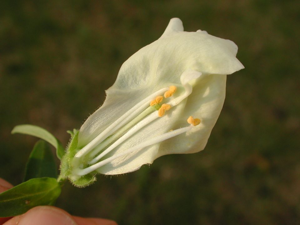 閒聊雄蕊 A 造型多樣的雄蕊們 黑胡桃網路閣