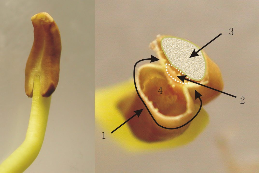 閒聊雄蕊 B 雙花藥鞘的花藥解剖 黑胡桃網路閣