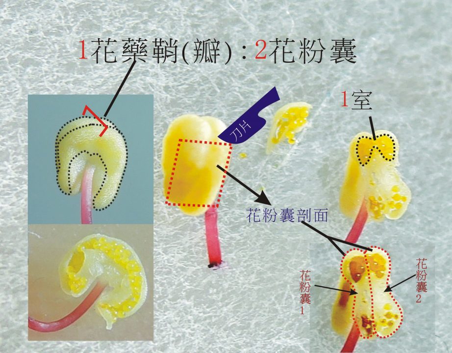 閒聊雄蕊 C 單花藥鞘的花藥解剖 黑胡桃網路閣