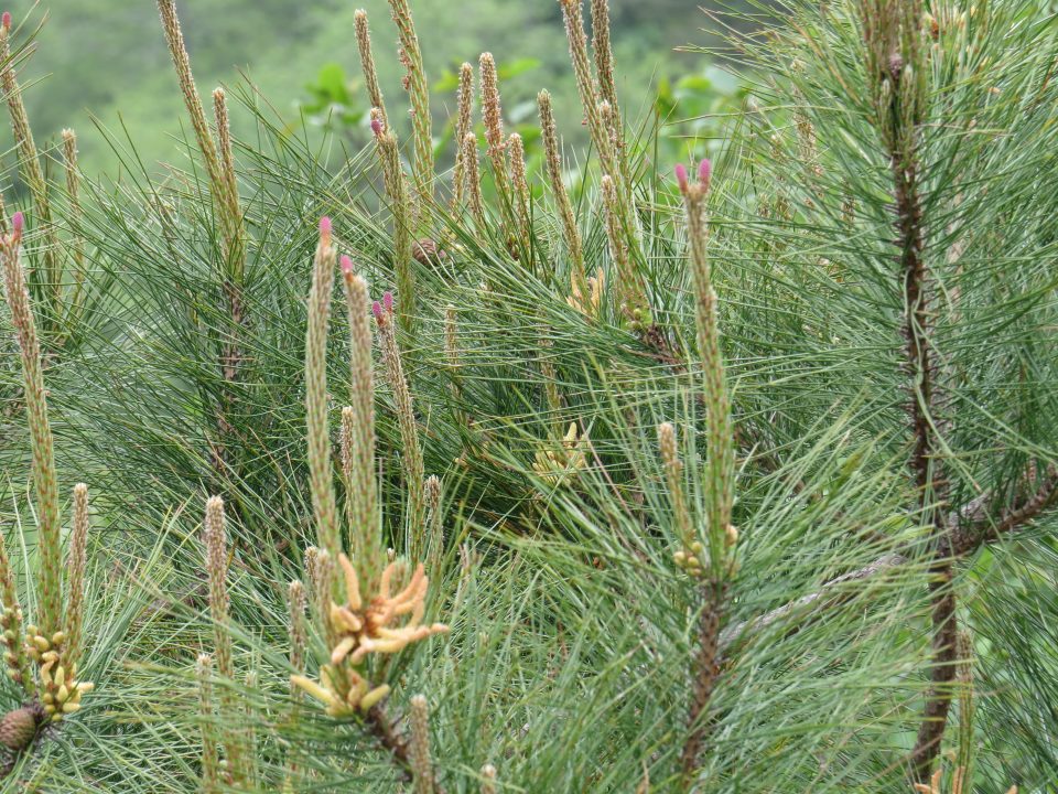 淺談裸子植物 6e 裸子植物 松 之生命週期圖 Life Cycle Of Pine Tree Gymnosperm 黑胡桃網路閣