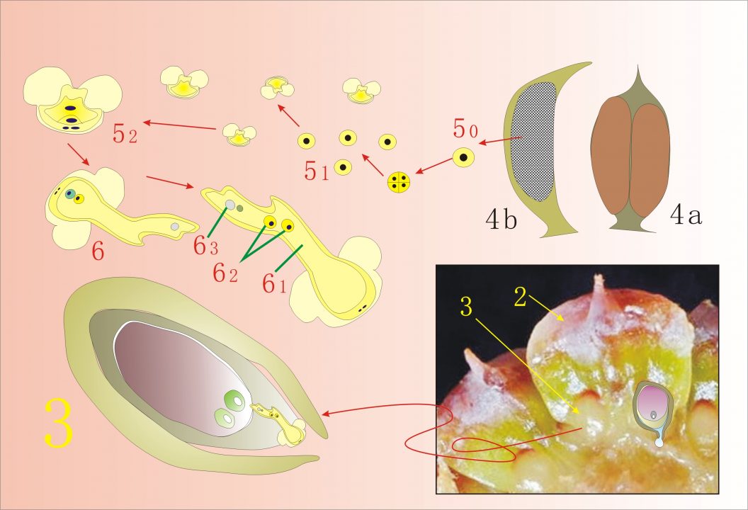 淺談裸子植物 6e 裸子植物 松 之生命週期圖 Life Cycle Of Pine Tree Gymnosperm 黑胡桃網路閣