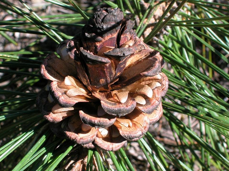 淺談裸子植物 6e 裸子植物 松 之生命週期圖 Life Cycle Of Pine Tree Gymnosperm 黑胡桃網路閣