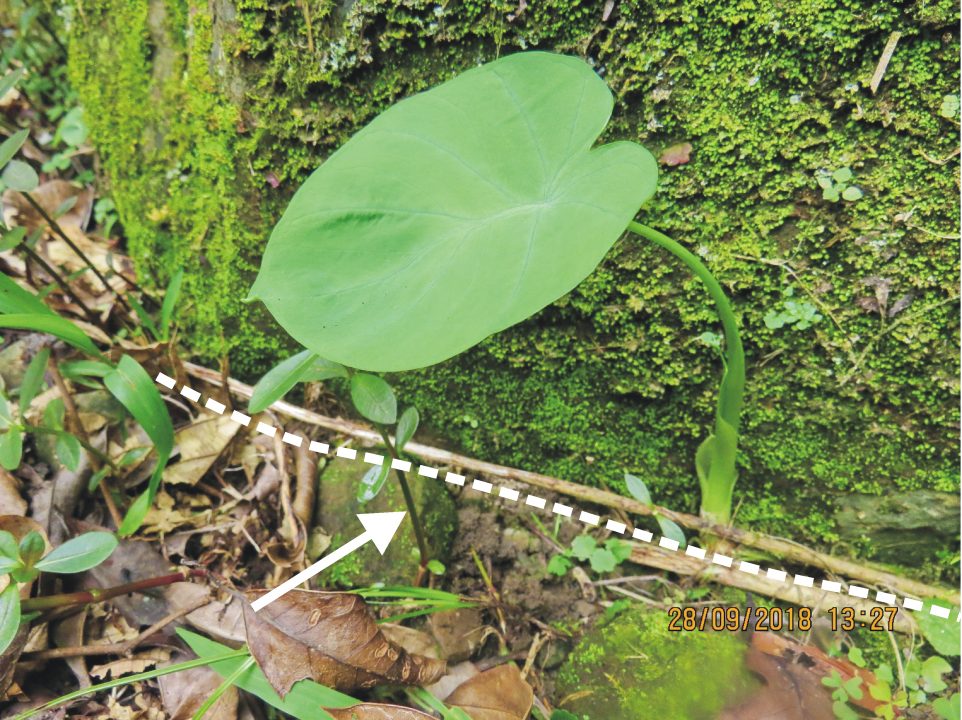 芋屬之山芋與芋 黑胡桃網路閣