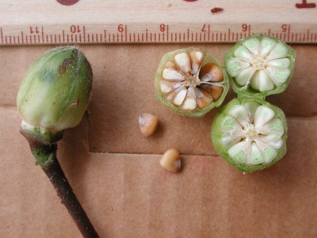 食用果實 7 蓇葖果與蒴果 黑胡桃網路閣