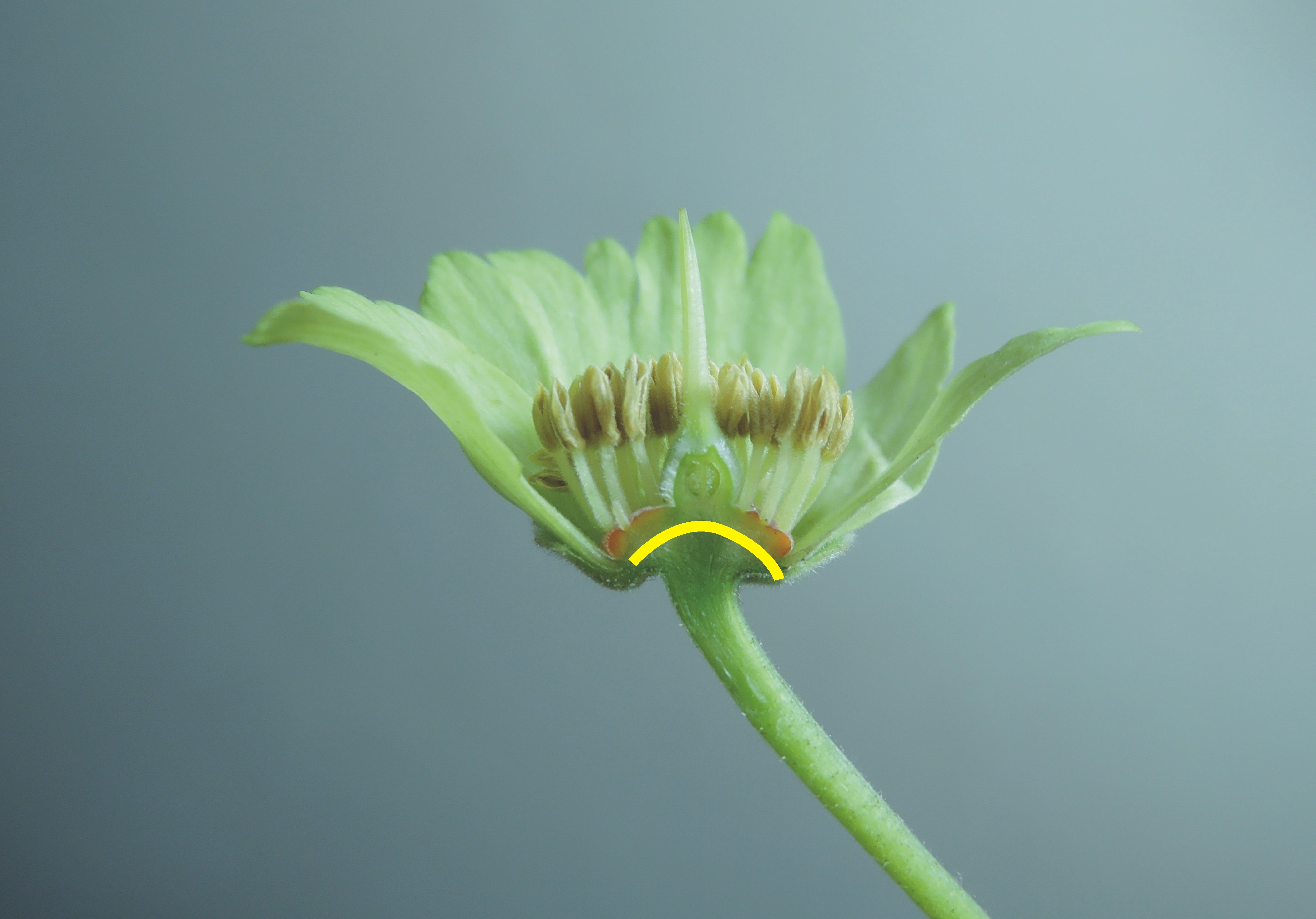 108花托 花托筒 子房外周壁 相簿分類 黑胡桃網路閣